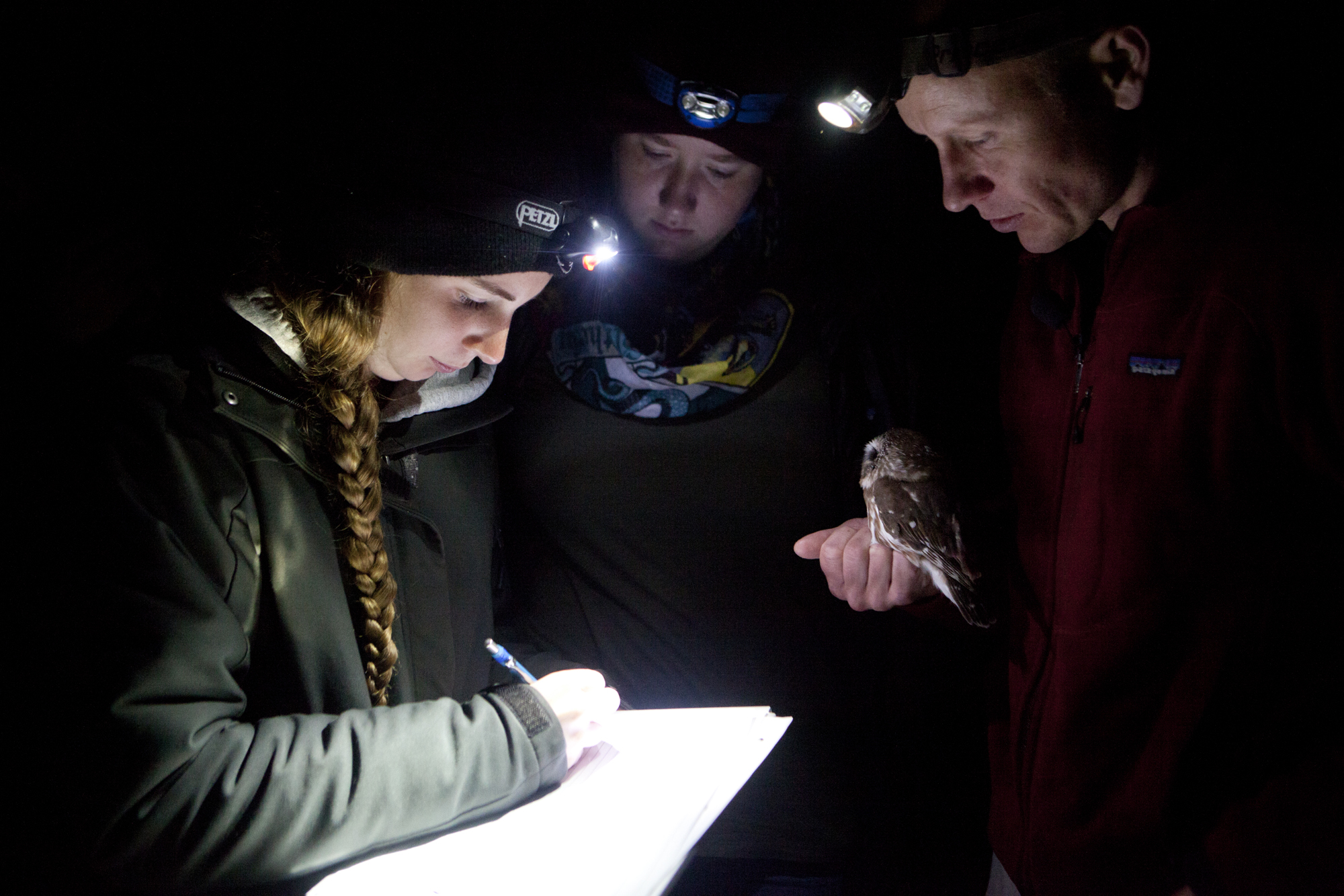  Biodiversity Research Institute's Patrick Keenan, left, works with interns to record data during Northern Saw-whet Owl banding operations at Suckfish Brook in Falmouth, Maine on October 14. 