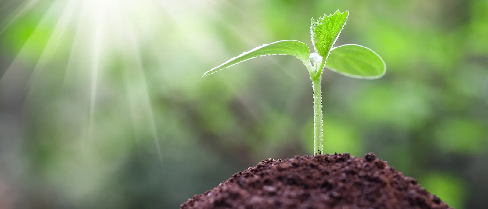 8 strategies to grow your advisory practice without prospecting