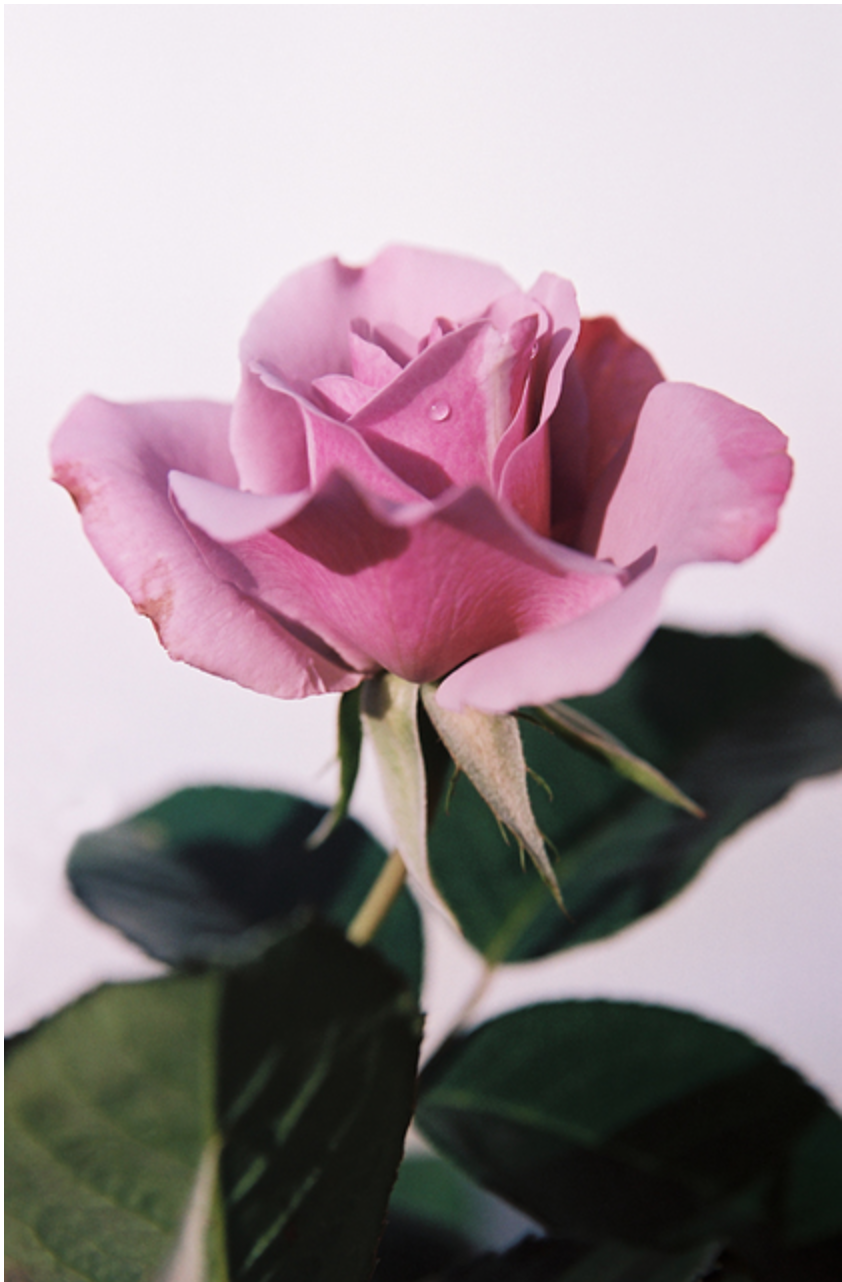 Lovely Thorns, Singing Vultures (lavender rose), Logan White GALLERY: Myla Dalbesio