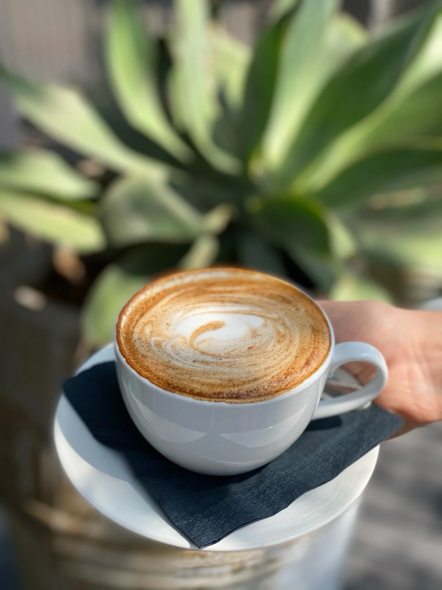 HERO_COFFEE_AGAVE_BACKGROUND.jpg