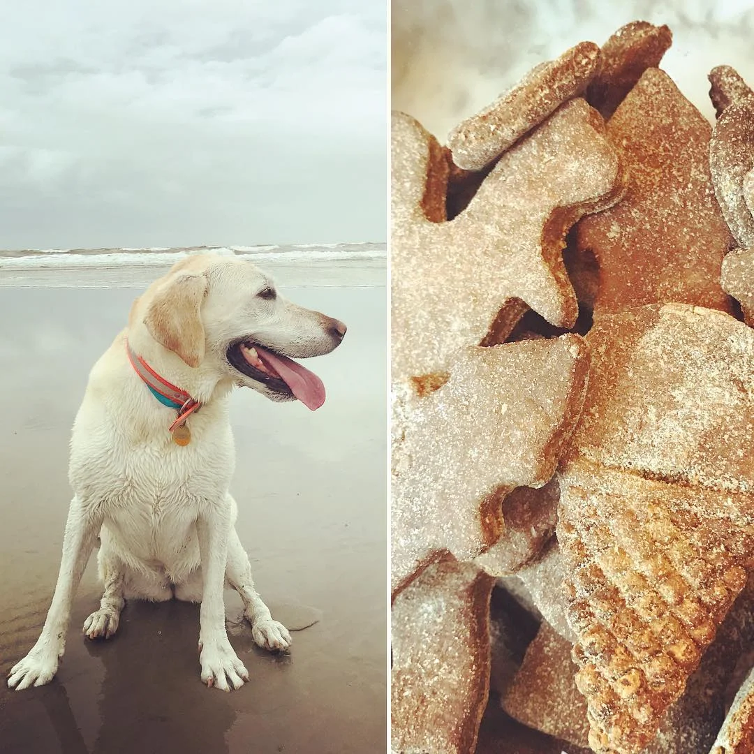 gingerdogtreats.jpg