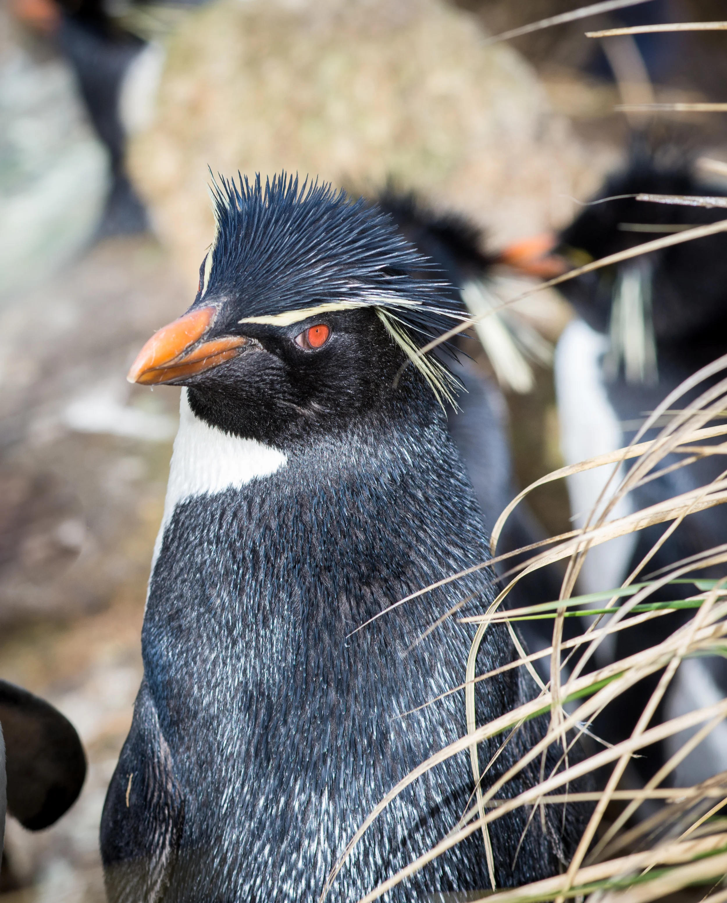 DSC_7372.jpg