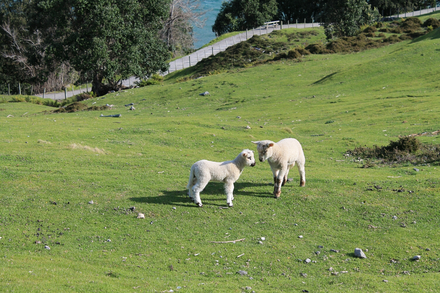 Lambs everywhere!