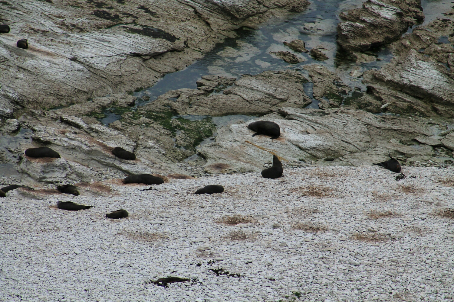 Seal Colony