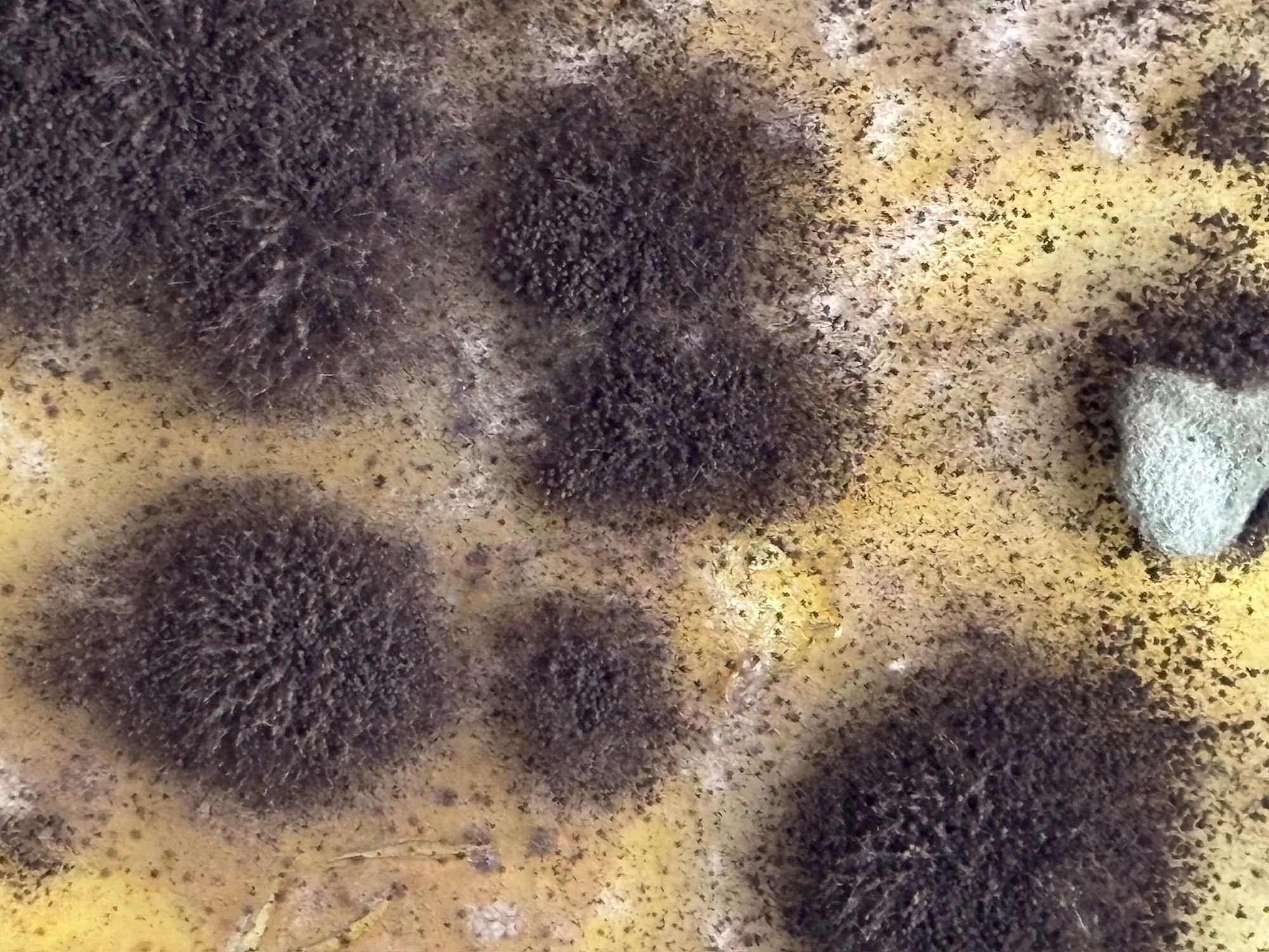 Nel cuore del danno nasce una ricerca tra arte e scienza