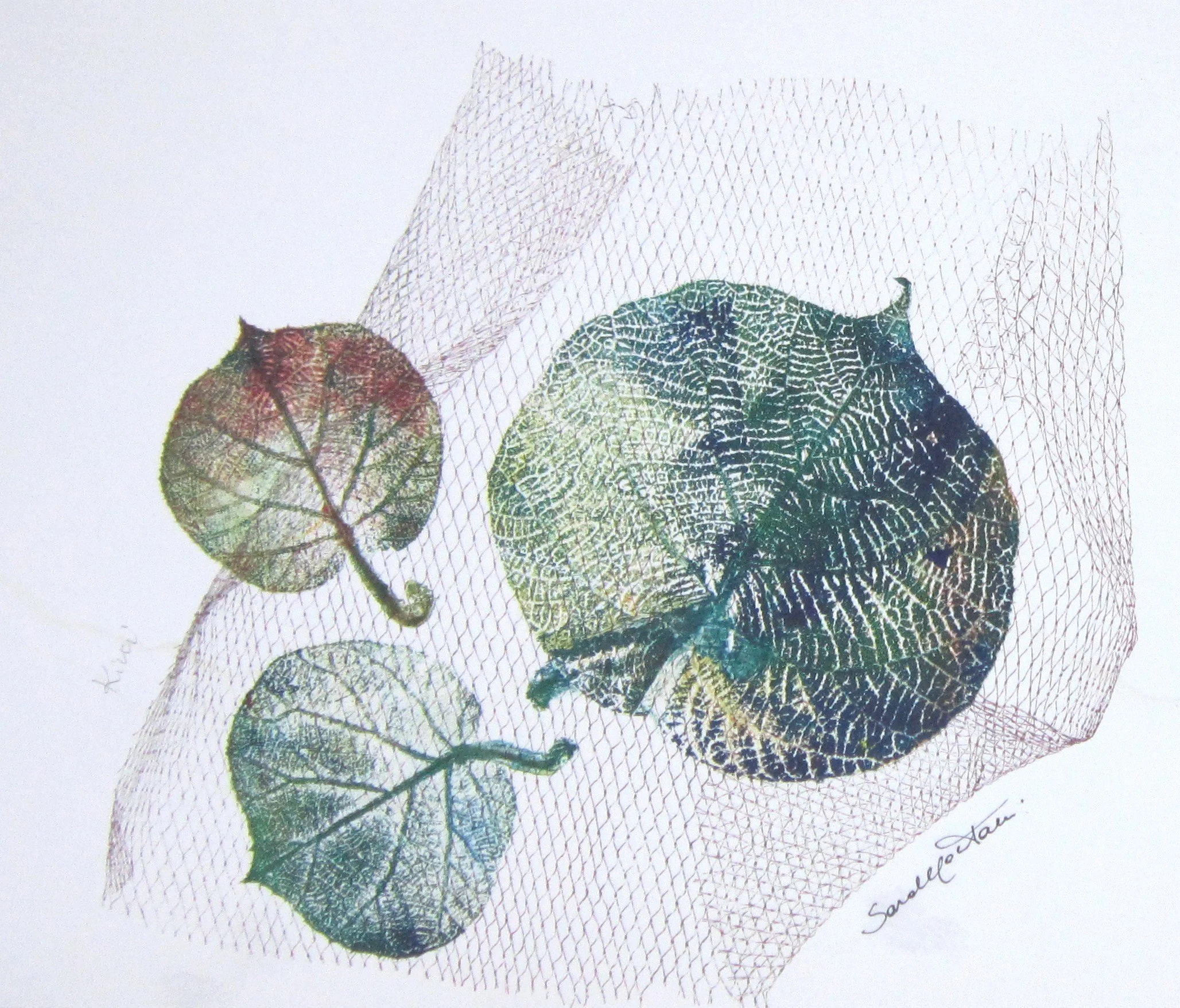 foglia 106.JPG