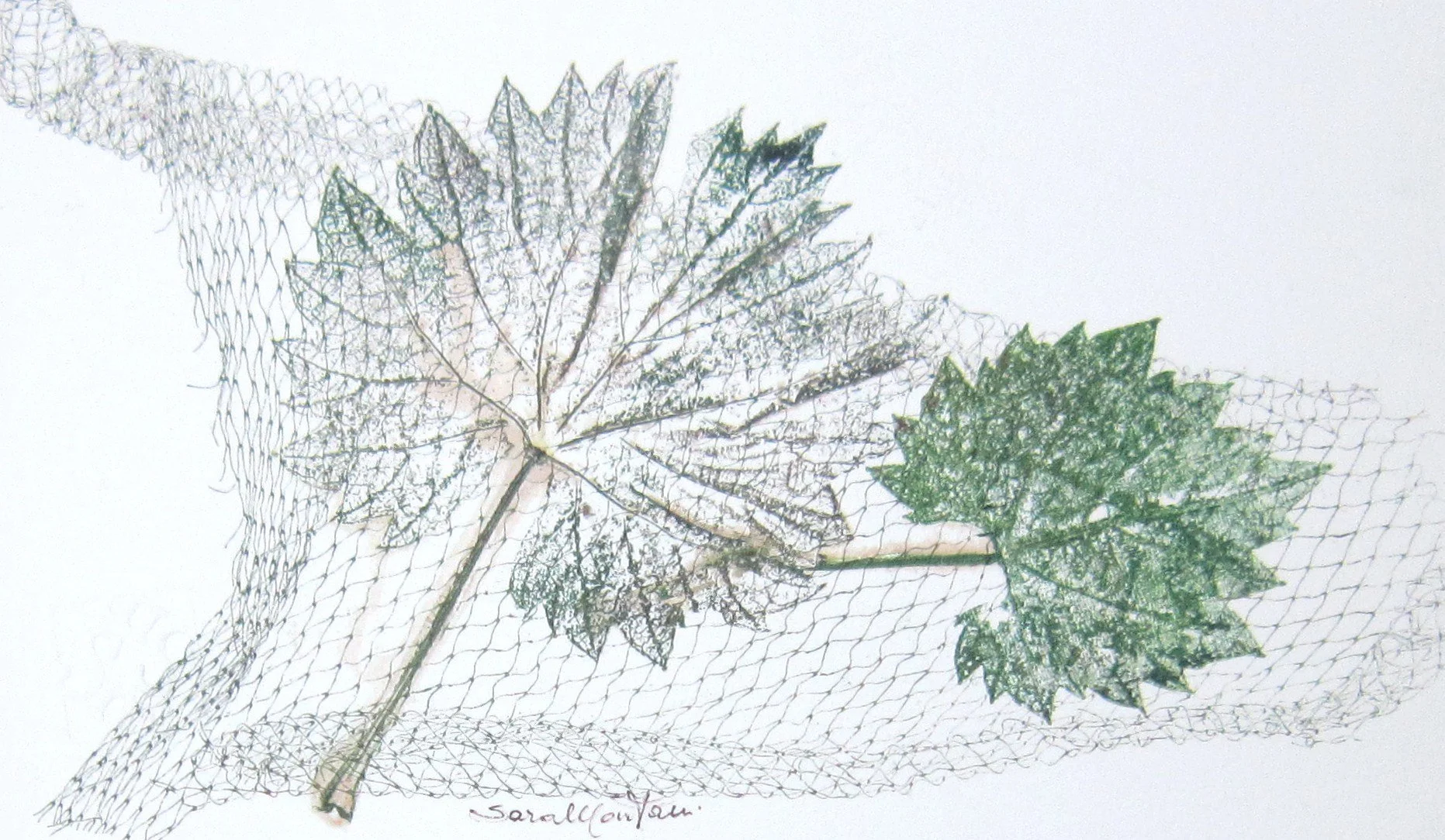 foglia 117.JPG