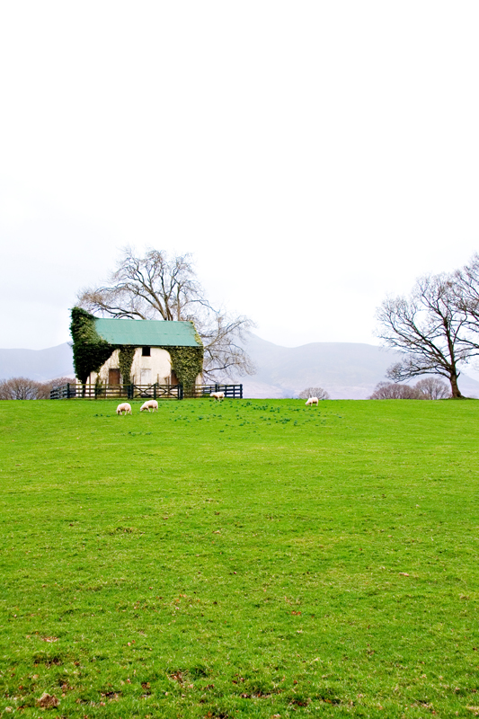 Great photo of sheep in Ireland. san diego commercial photographer, san diego travel photography, san diego travel photographer, southern California travel photographer, California travel photographer