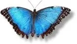 Judy butterfly.jpg