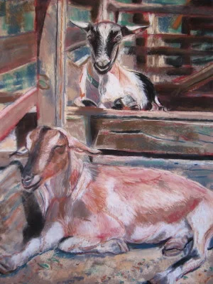 Two Resting Goats Berkeley.