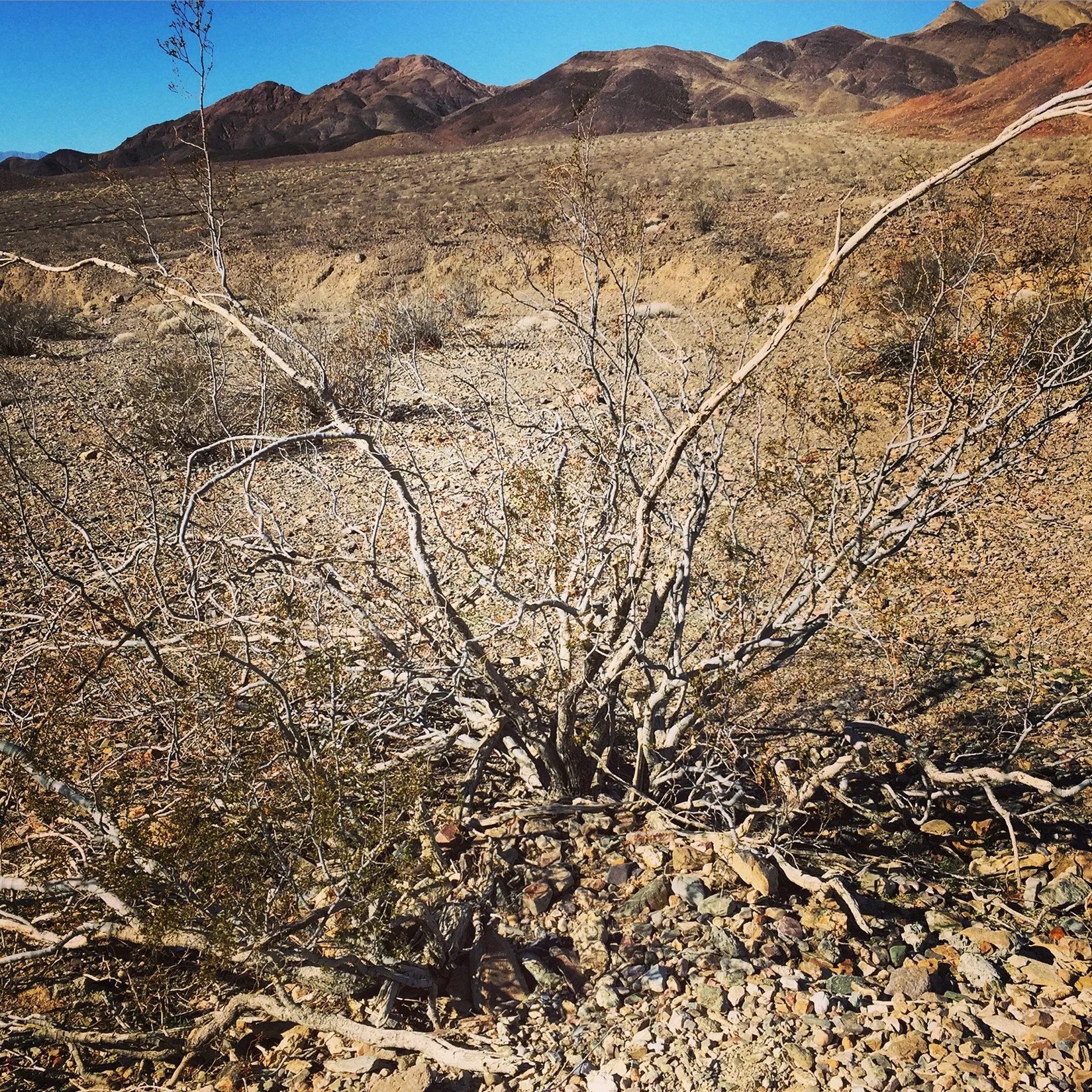 death_valley_plant.JPG