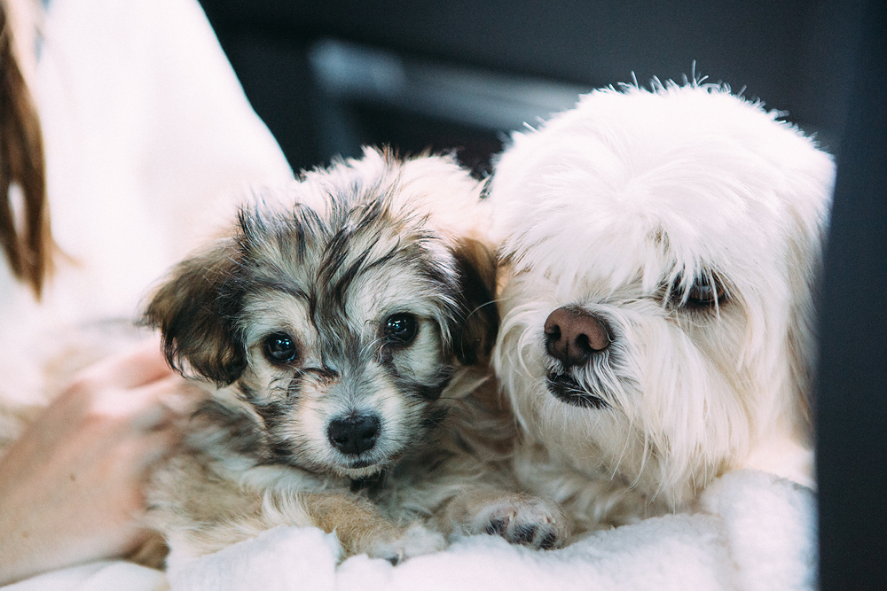 Could it be? Little Lulu our new pup, adores August. August doesn't feel the same way about Lulu but this is a start. Wow! Had to capture this snuggly moment. 