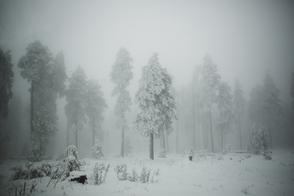 Hauntingly beautiful fog. Something we never see in the valley. Magical. 