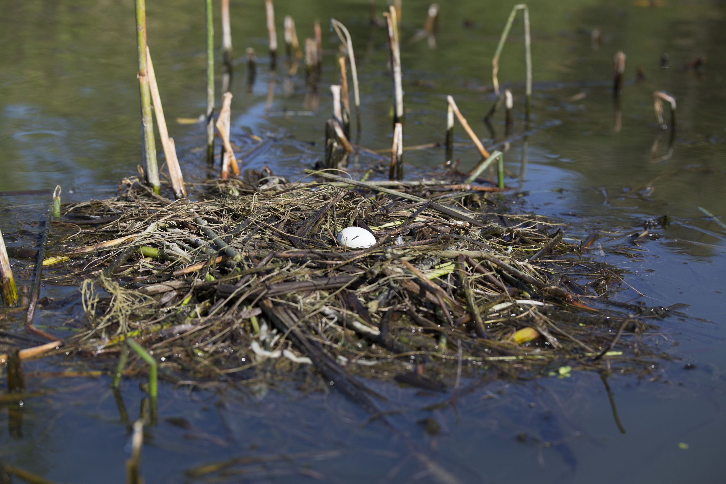Grebe nest image courtesy of Cathy Buse