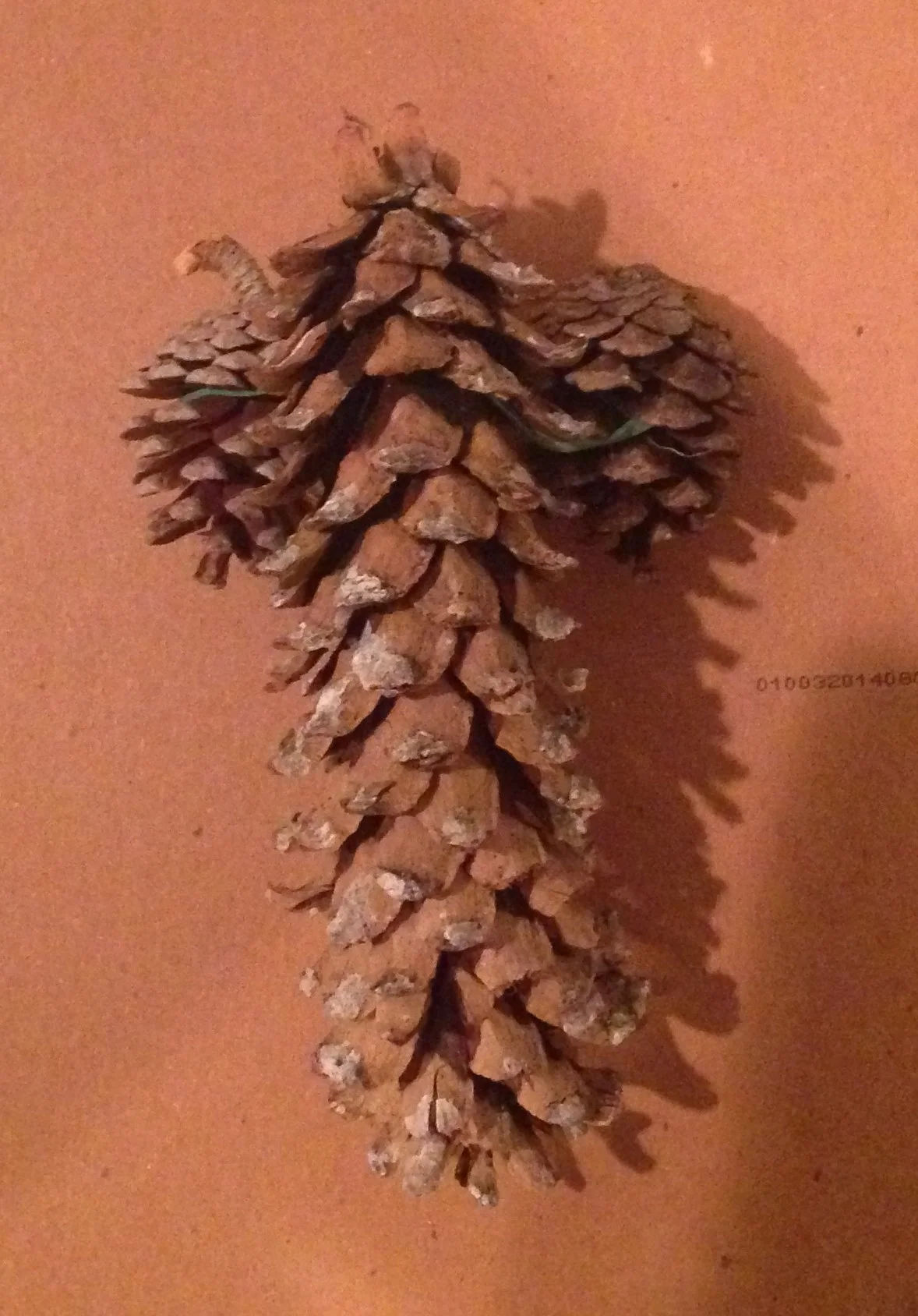 Pyriscence Pinecone Penis