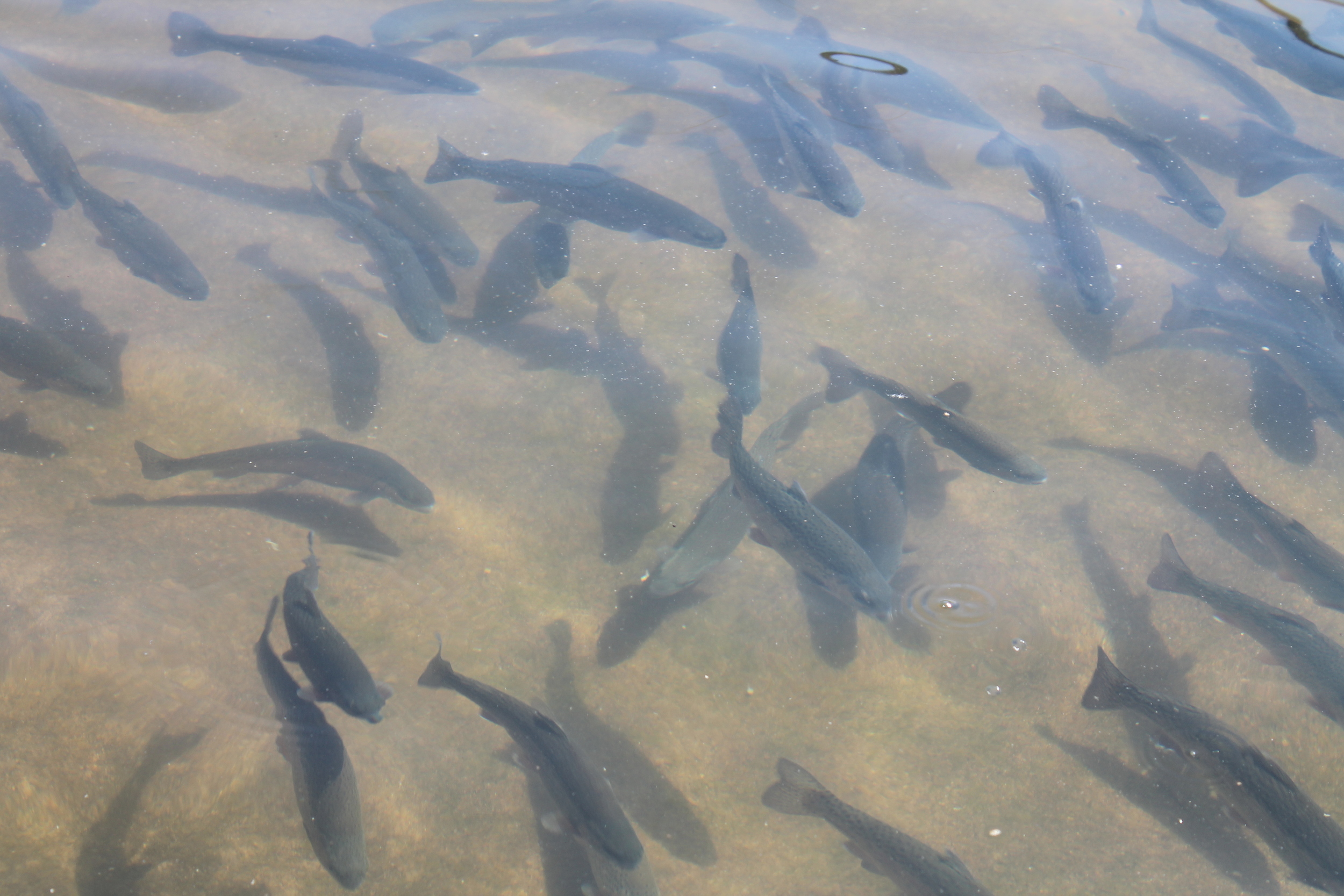 Calaveras County (Copy)