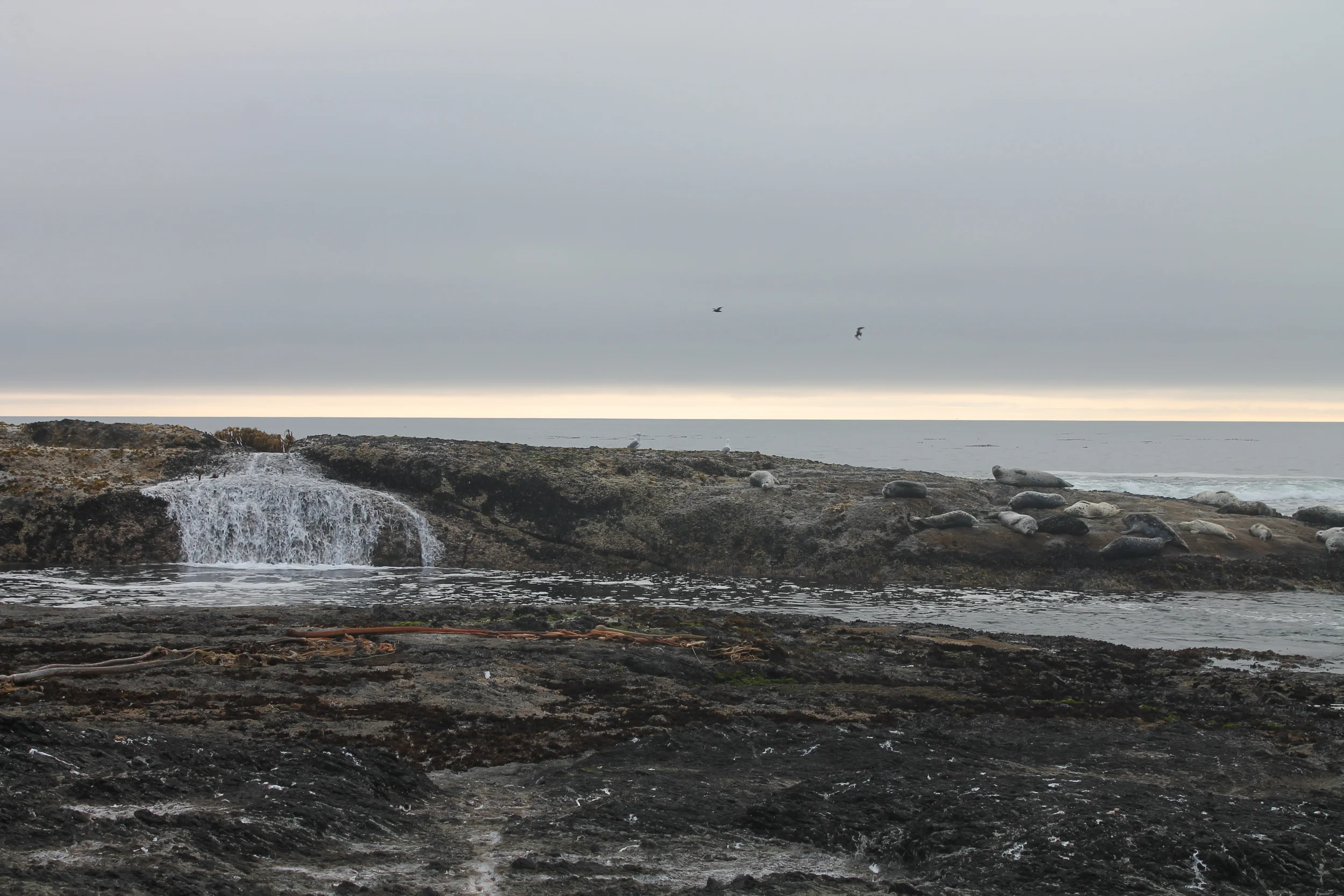Northern Coast, California (Copy)