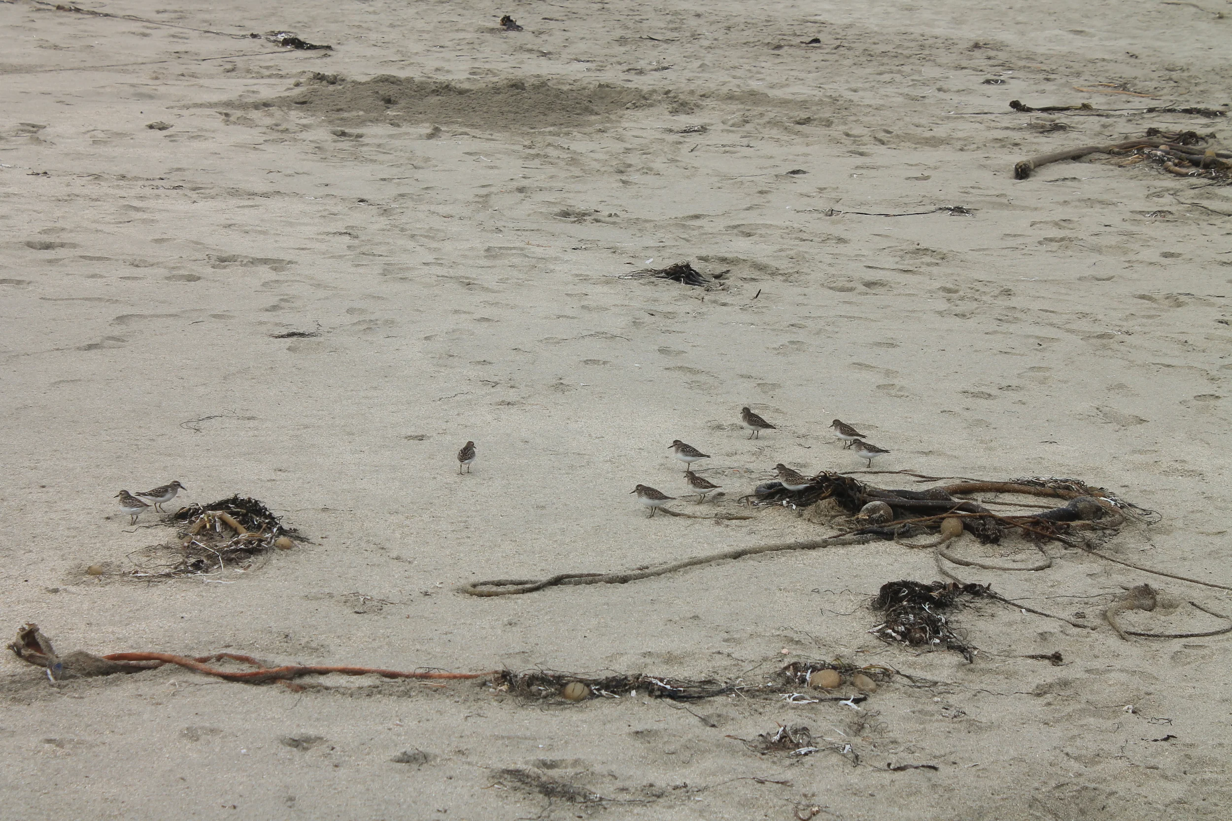 Bodega Bay, Ca (Copy)