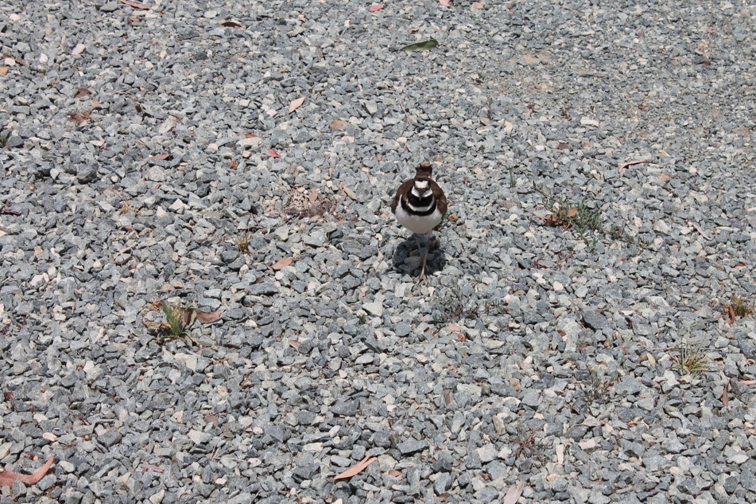 Sacramento County, California (Copy)