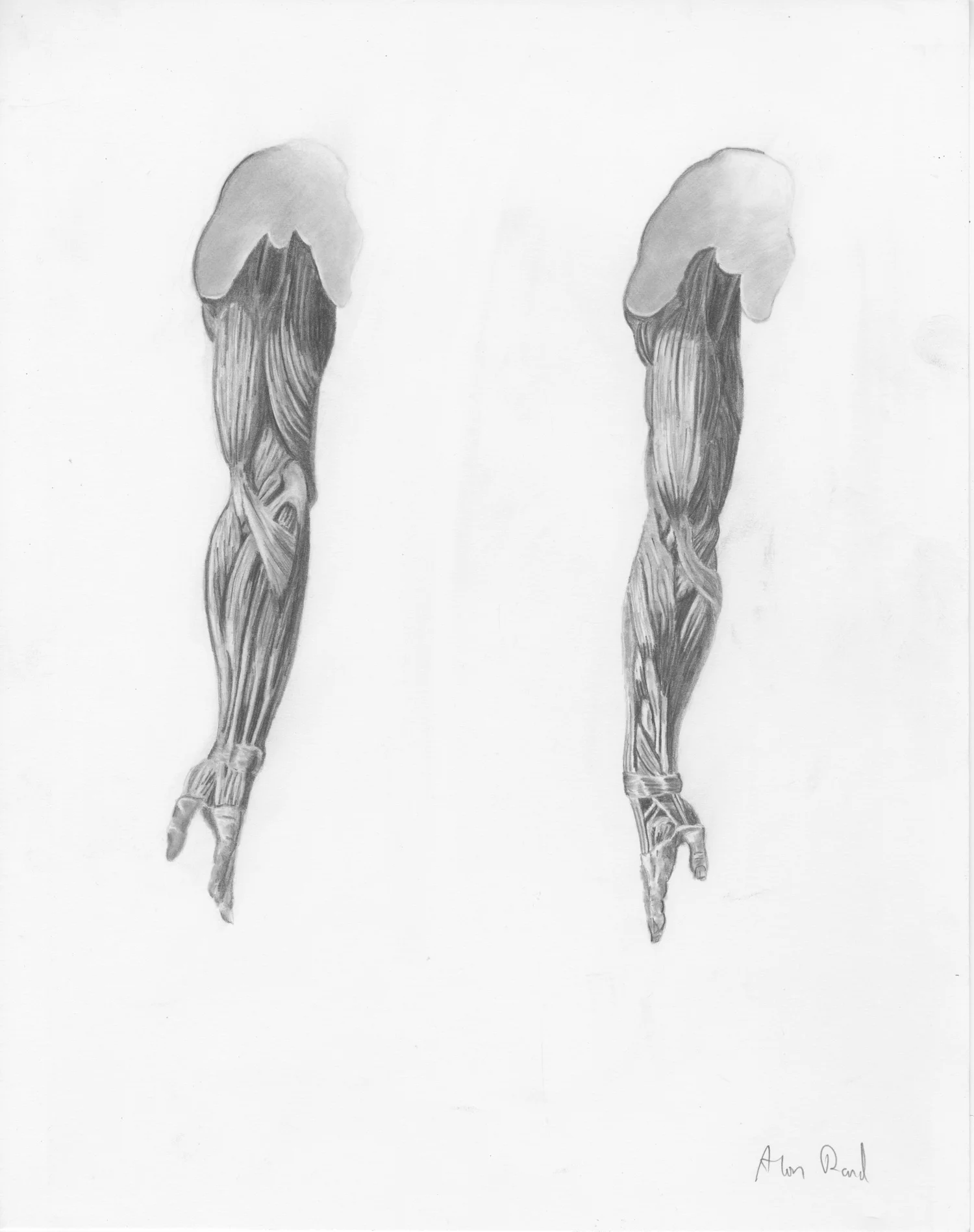Musculature - Arms