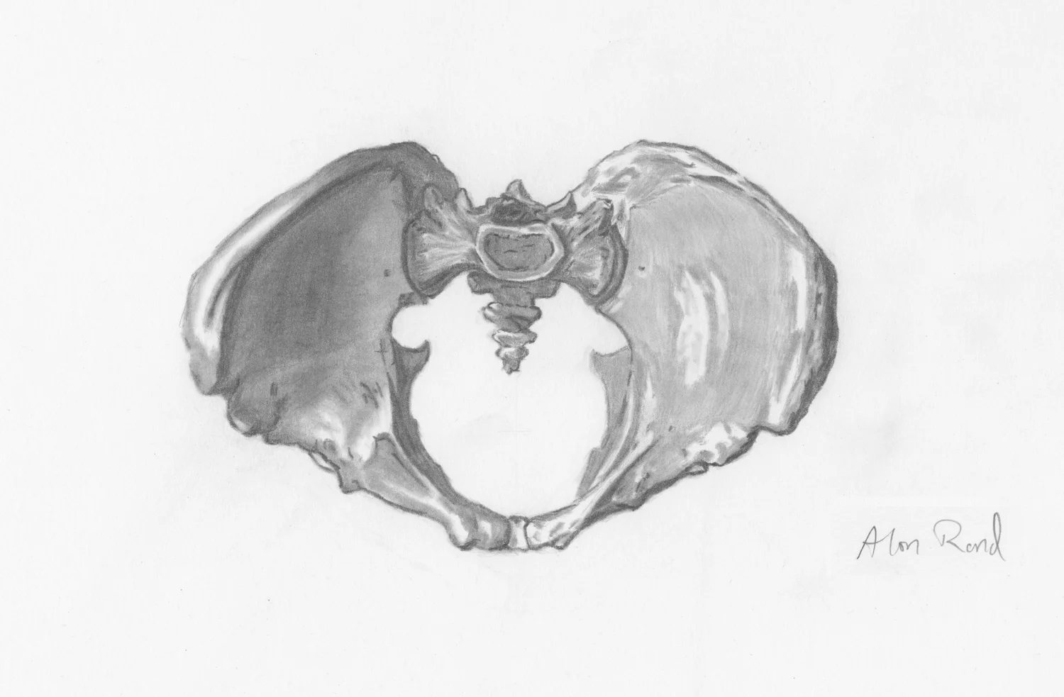 Skeleton - Pelvis