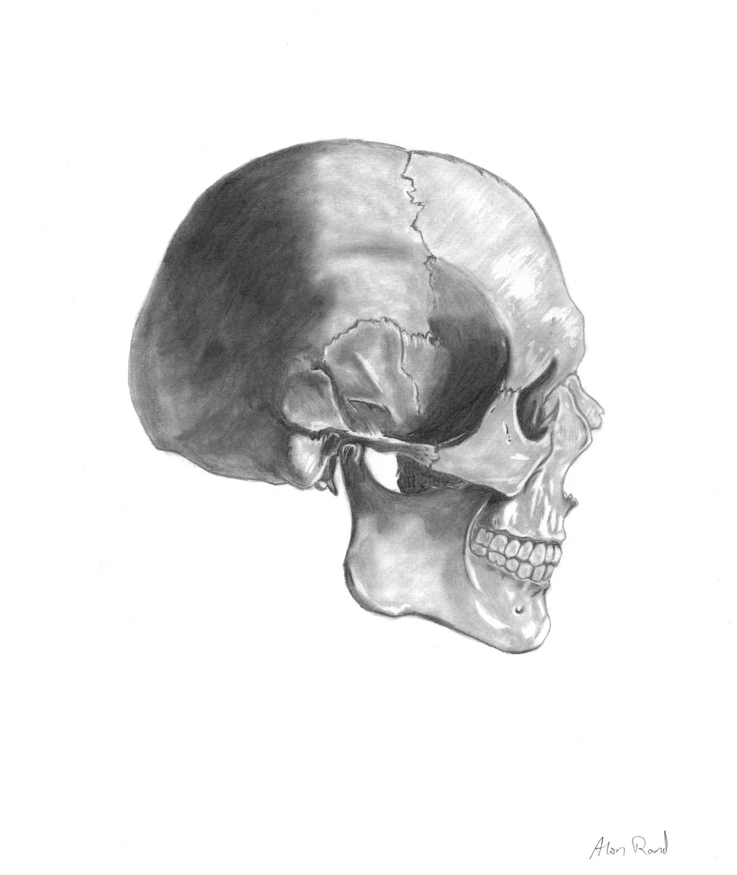 Skeleton - Skull