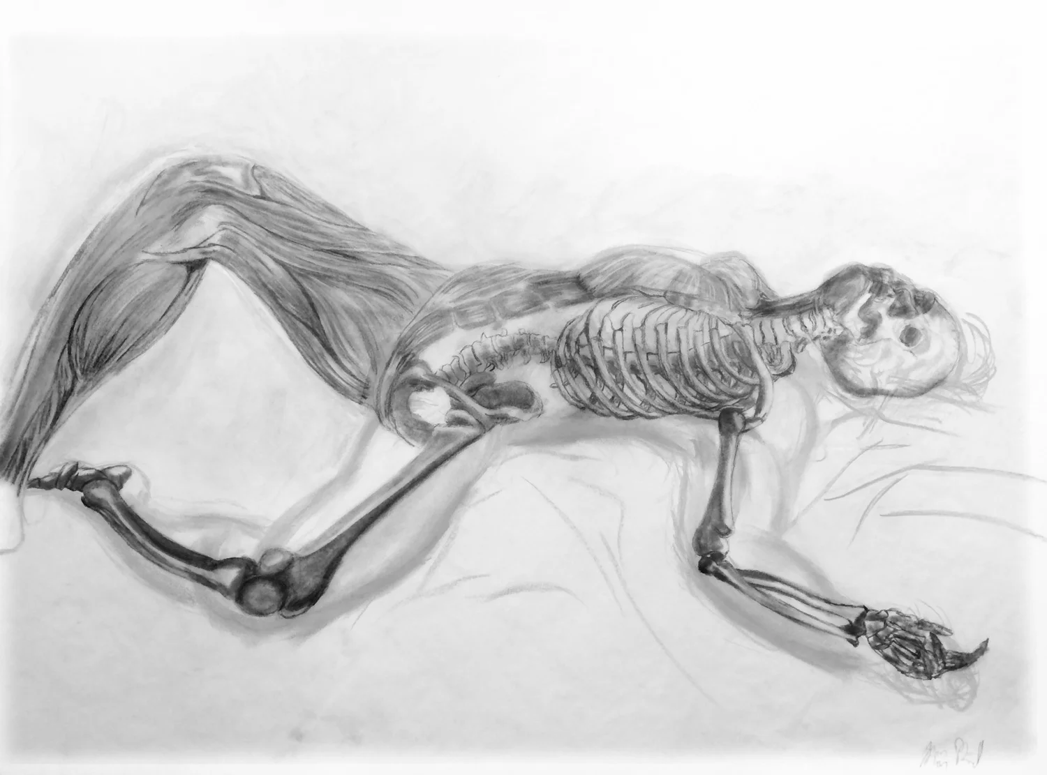 Anatomical Overlay