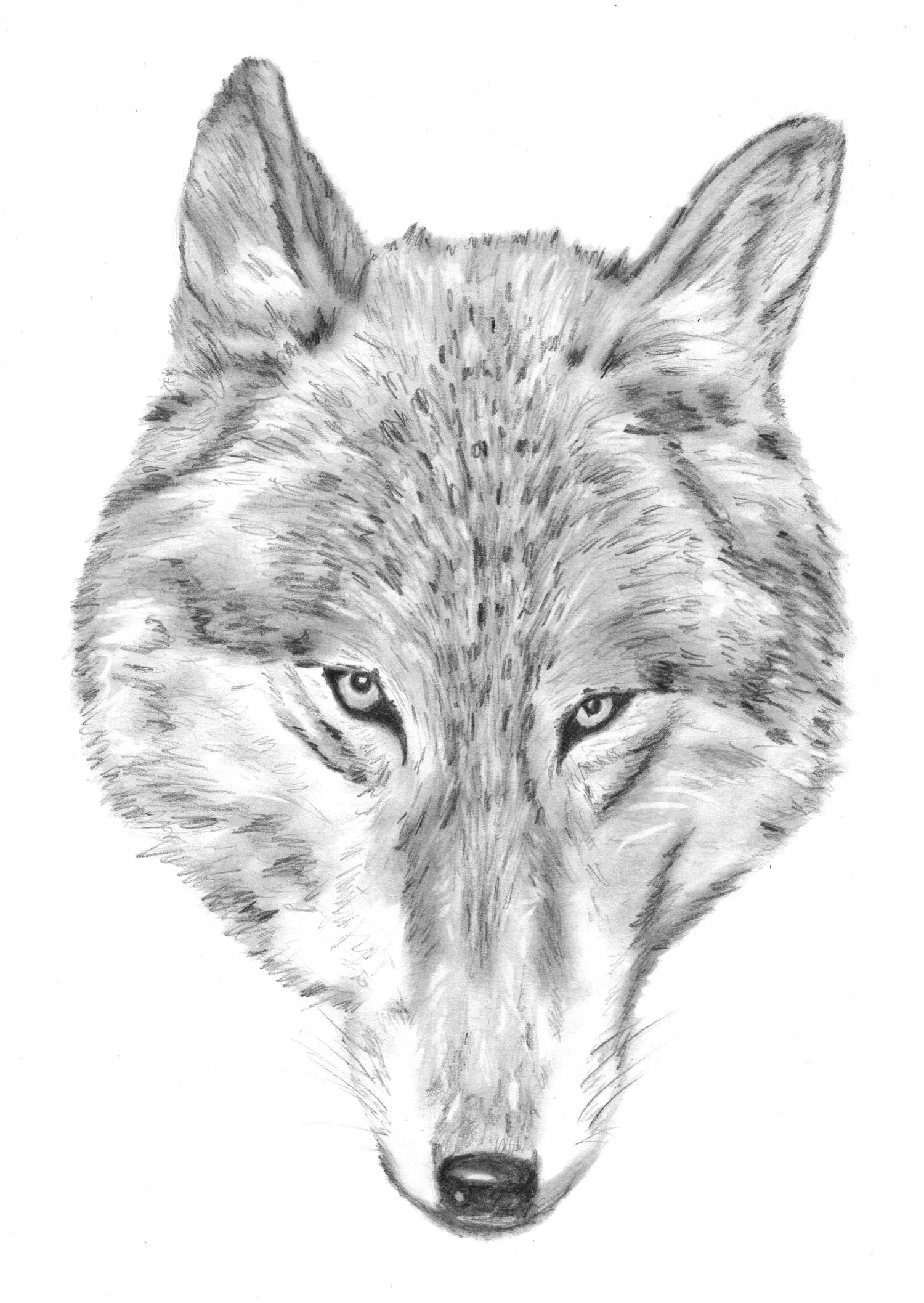 Wolf Face