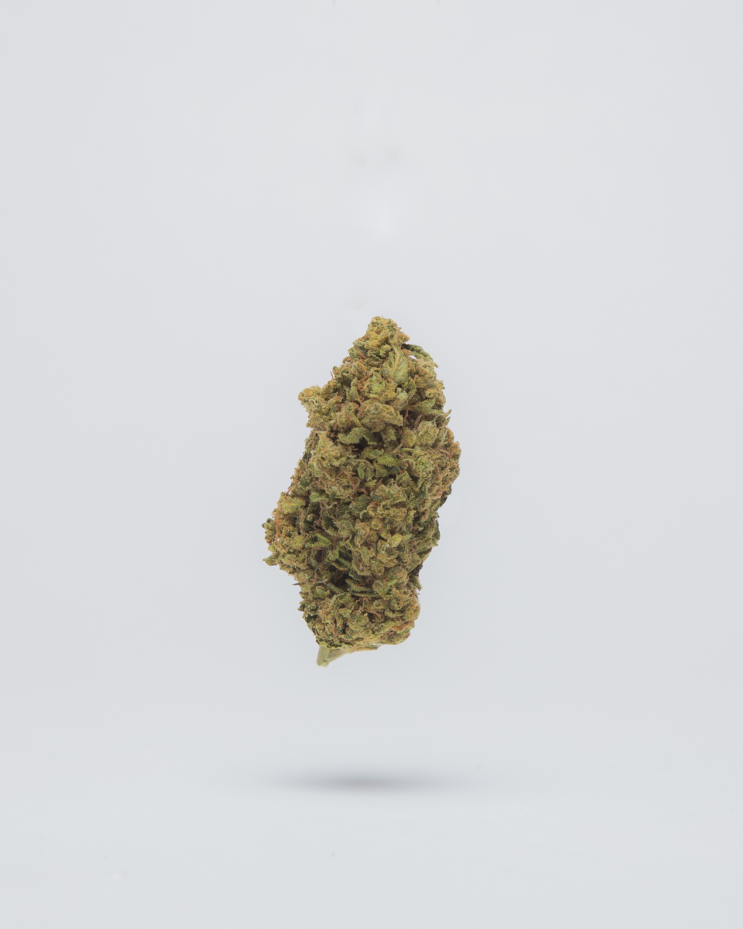 Copy of CHEM DOG_MG_4978.jpg
