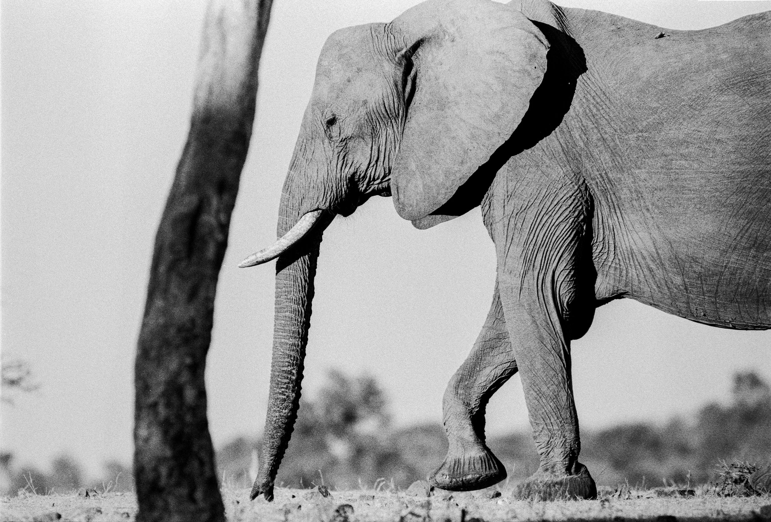 87829_SJA_BOTSWANA2025_CAMP_1_R8_07EDITweb.jpg