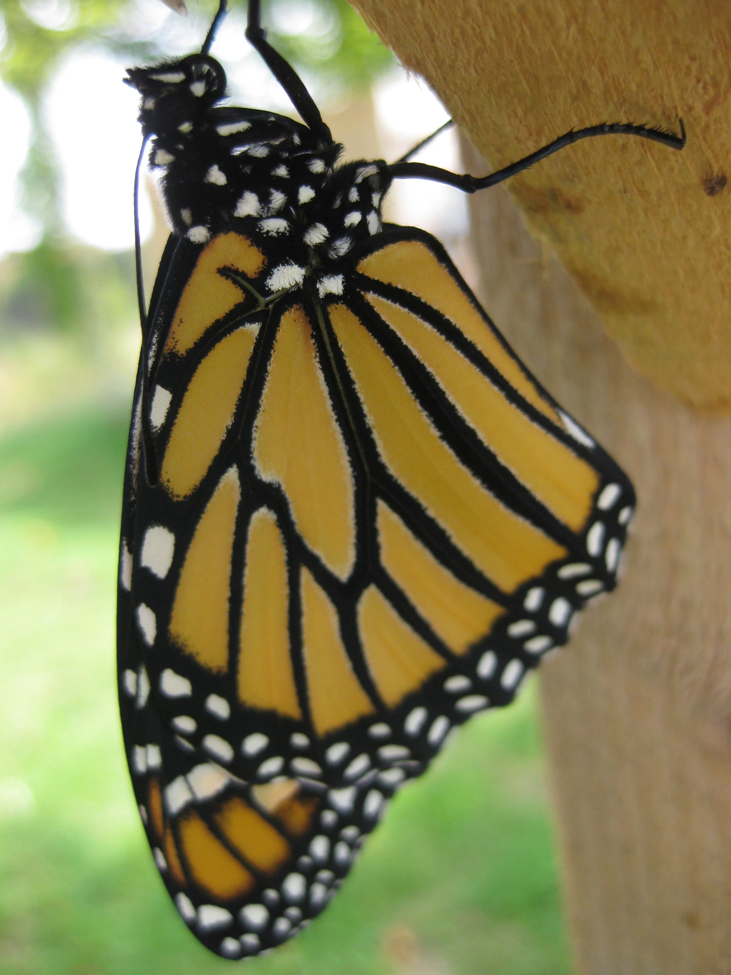 Save the Monarchs!