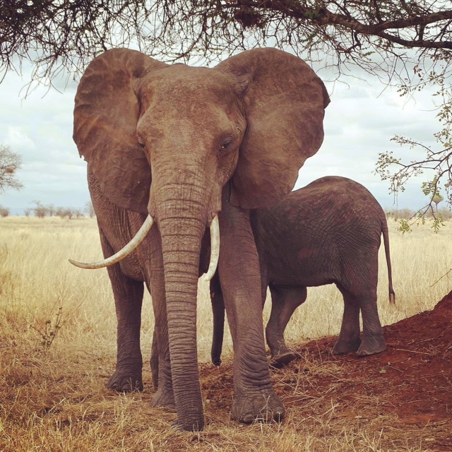 The money shot on our Tanzanian honeymoon safari. Temboooooooooooooos!