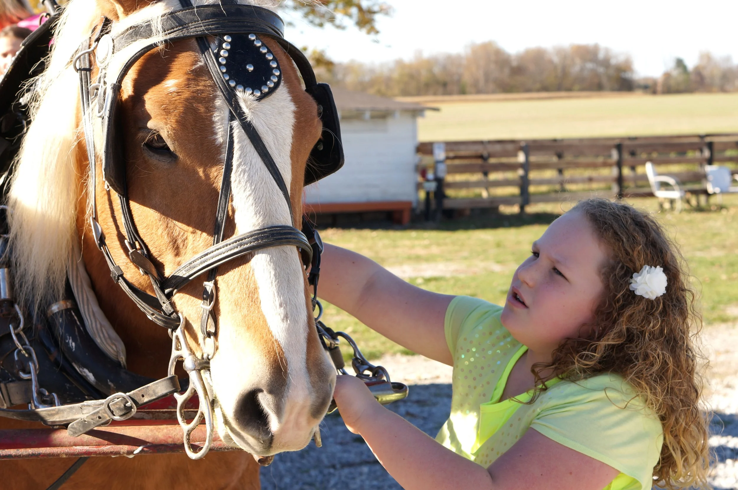 ECO Center Horse Fall Festival.JPG