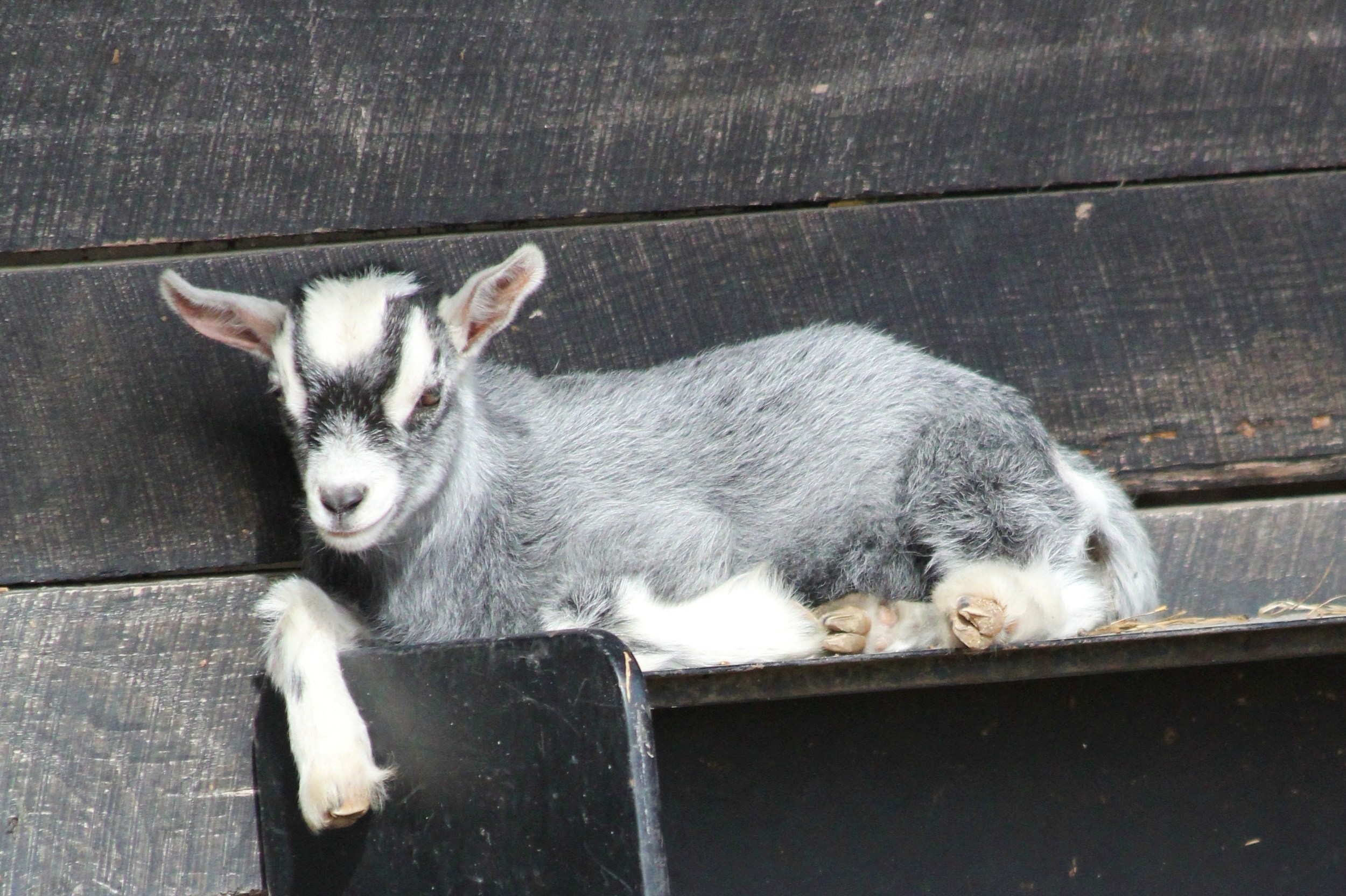 Dixie Girl Pygmy Goat ECO Center