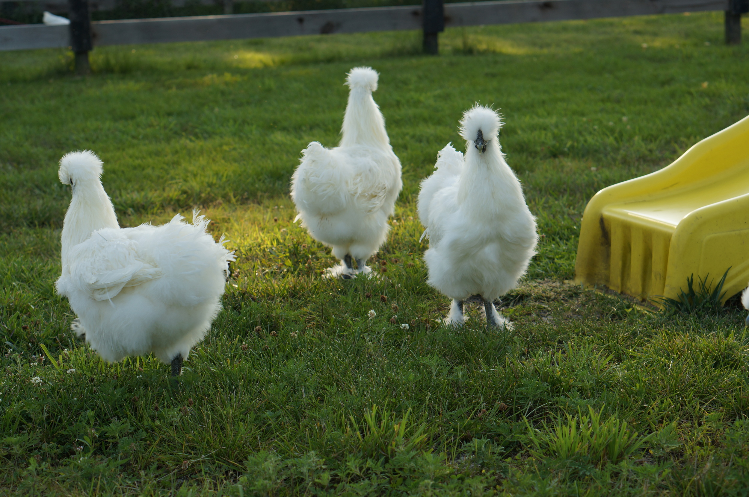 Our Silkie Girls