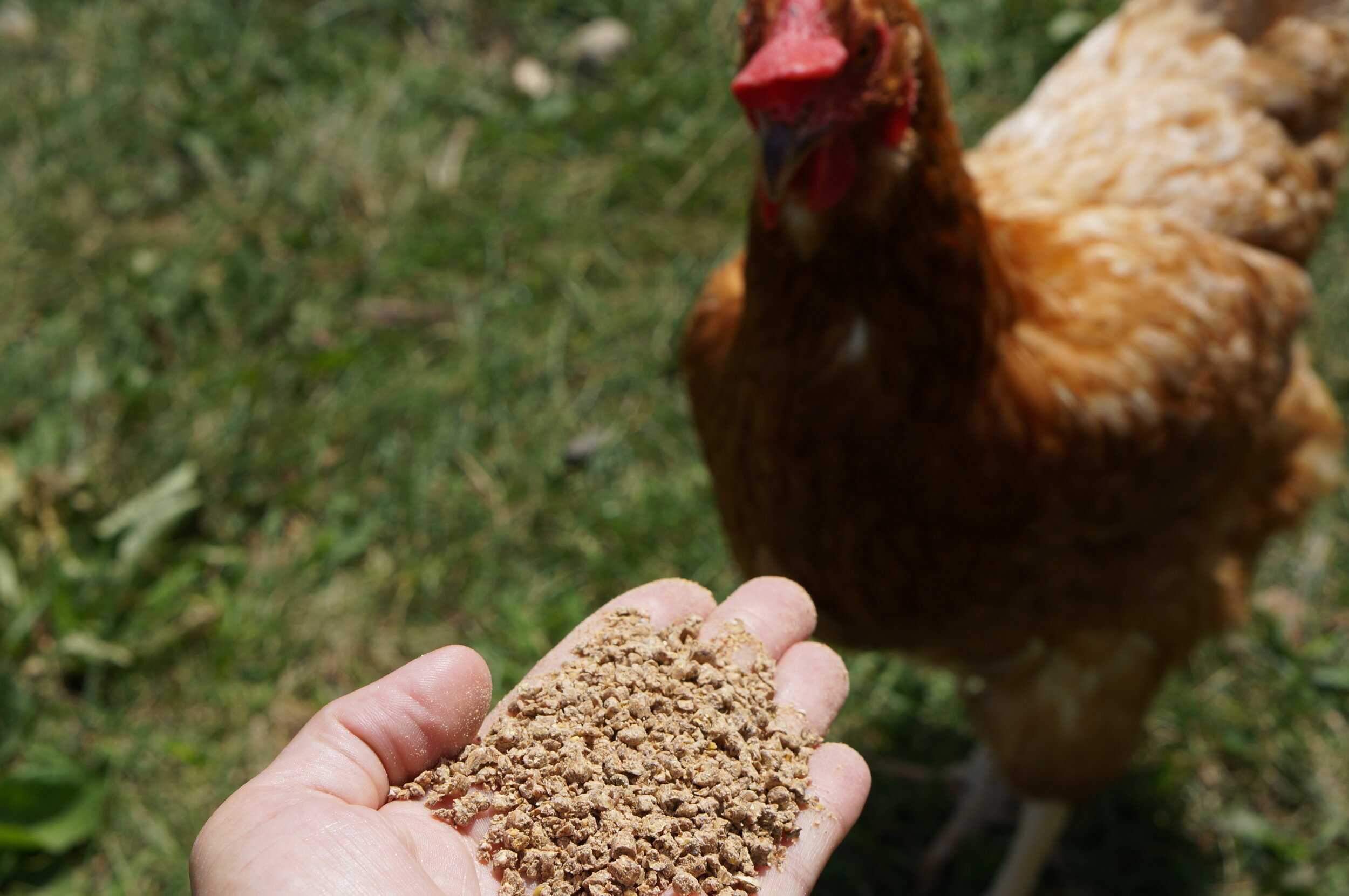 ECO Center Fall Festival Chickens.JPG