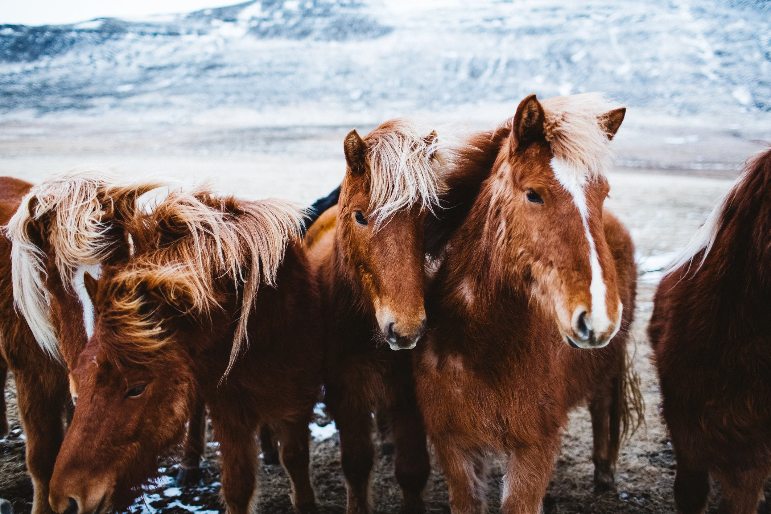 iceland_blog-69.jpg