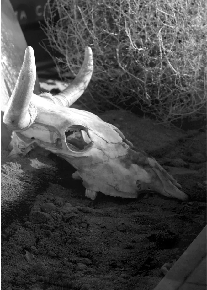skull.jpg