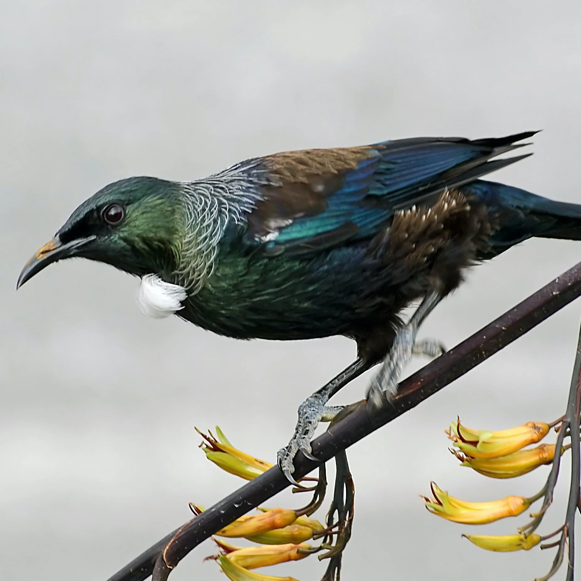 The_Tui.NZ_(15057168499).jpg