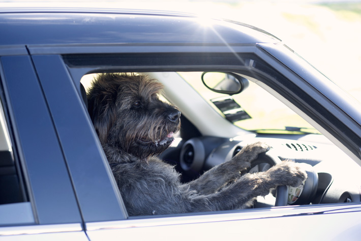 Monty - SPCA Driving Dogs