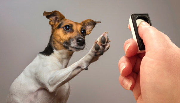 Clicker Training: Mark & Reward Dog Training Using Clickers