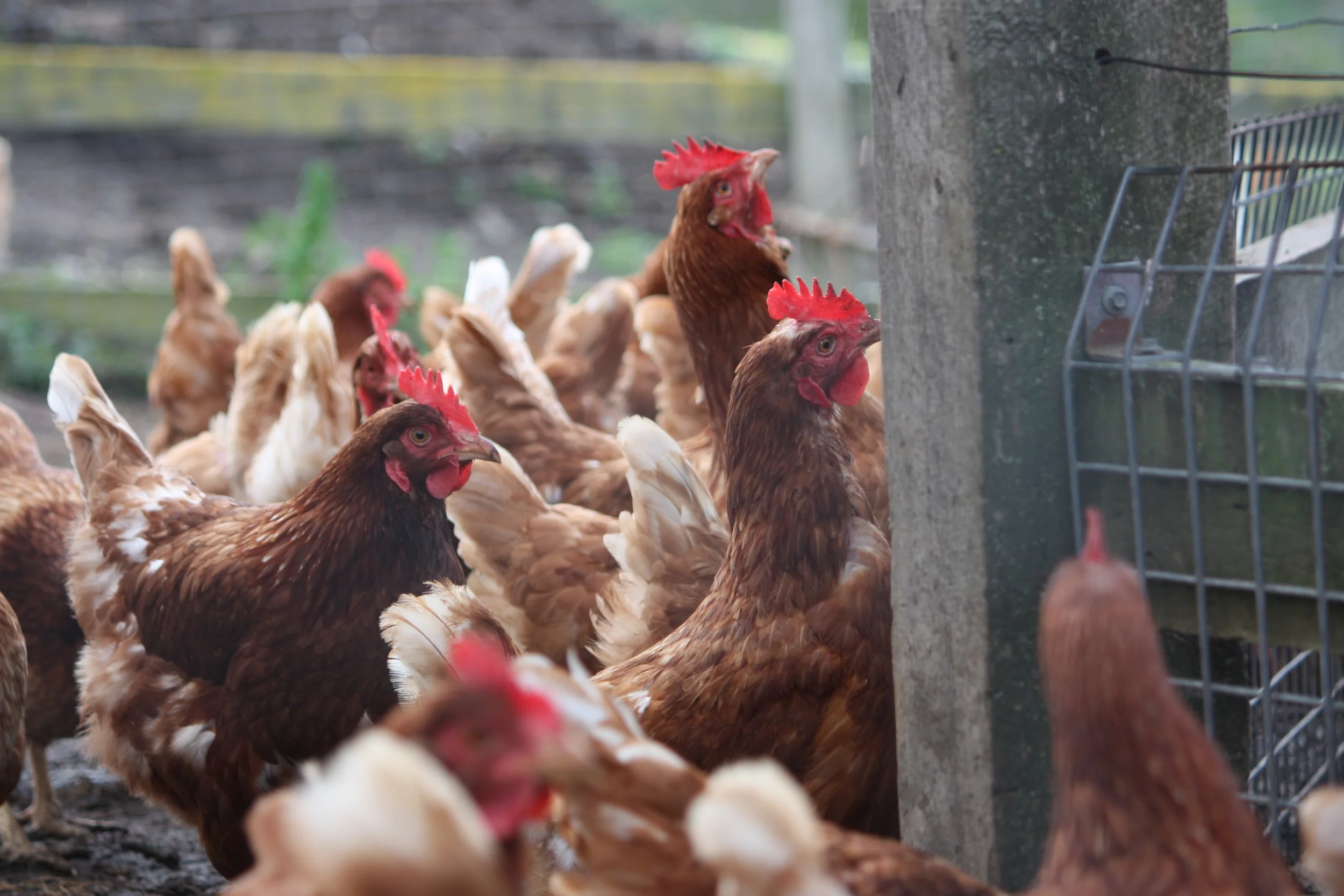 Free range chickens being fed.