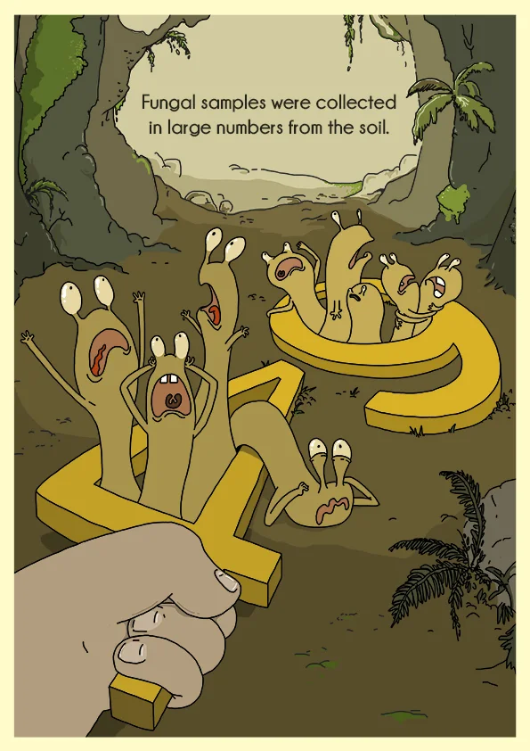 Cartoon image of fungi in large numbers with the text, ‘Fungal samples were collected in large numbers from the soil’.