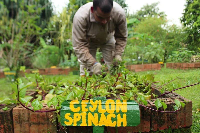 The gardener was proudly coupling the dried spinach leaves to maintain the crop’s fresh appearance