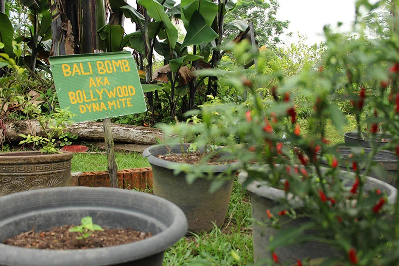 These chilies are the bomb, literally!