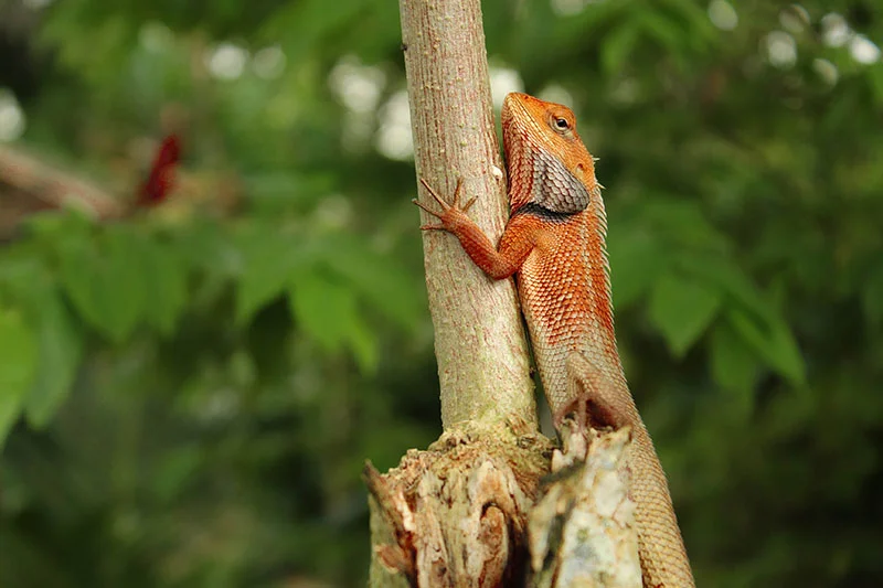 Can we all take a moment to appreciate just how photogenic this fella is too?