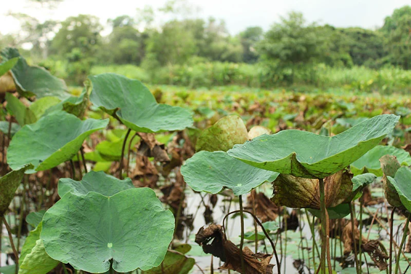 The enchanting Lotus Lagoon