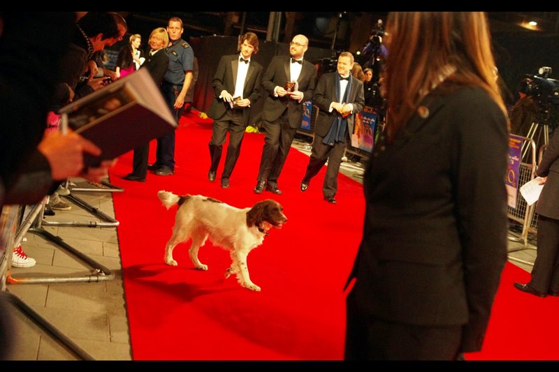 Another quick go-through from a sniffer dog, the police presence increases steadily for fifteen minutes, and the red carpet is cleared. It's all going on.