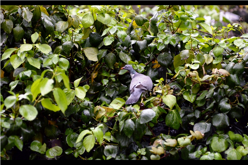 Also : good news. Pigeons are nesting. (I bet nobody at Getty put THIS into their report!)