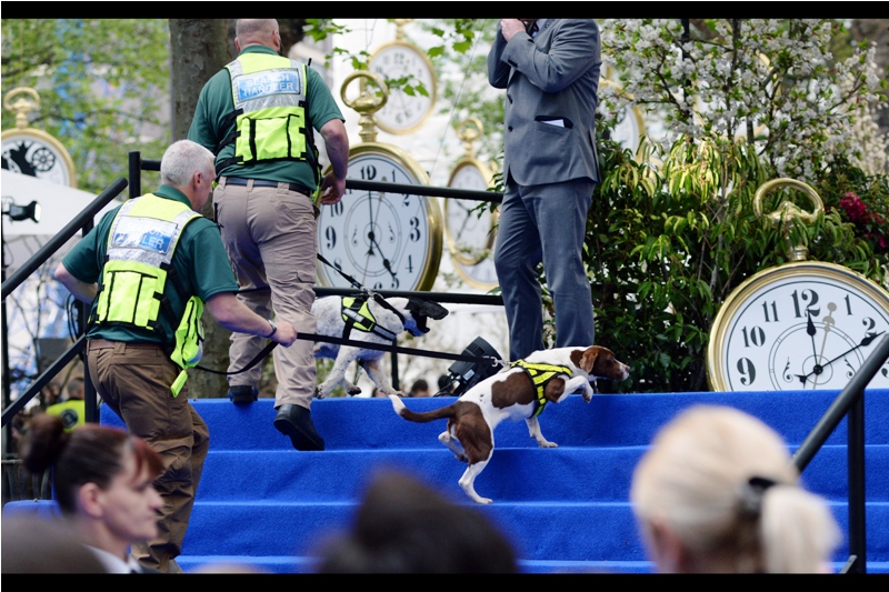 Multiple sniffer dogs? I wasn't aware that people hated the last Alice in Wonderland quite this much.